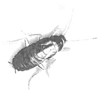 schaedlingsbekaempfung_kakerlaken_3