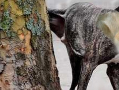 Hundeurin verursachter Uringeruch kann entfernt werden