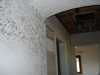 Durch den Schimmelpilz der sich an der Wand befindet werden Pilzsporen als Schimmel im ganzen Haus verteilt